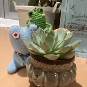植え替え,ベランダー,多肉女子,GS植物うちなーぐち会,6日はカエルの日の画像