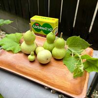 ヒョウタン,瓢箪,ひょうたん,千成ひょうたん,グリーンカーテンの画像