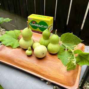 ヒョウタン,瓢箪,ひょうたん,千成ひょうたん,グリーンカーテンの画像