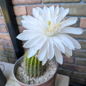 観葉植物,ガーデニング,マイガーデン,ガーデン雑貨,おうち園芸の画像