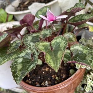 ルリマツリ,ガーデンシクラメン,オクラの花,ナスの花,ミニバラジジの画像