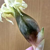 花のある暮らし,多肉女子,植え替えて今年始めてのミョウガが取れました,今年の春にミョウガの植木鉢から地植えをしたミョウガが花を咲かせて出てきましたの画像