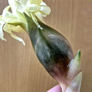 花のある暮らし,多肉女子,植え替えて今年始めてのミョウガが取れました,今年の春にミョウガの植木鉢から地植えをしたミョウガが花を咲かせて出てきましたの画像