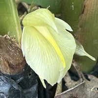 青紫蘇,ミョウガ,薬味,実家の野菜,食欲増進の画像