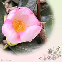 サザンカ,サザンカ,可愛らしい,美しい,秋を感じるの画像