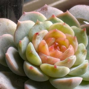 多肉植物,葉挿し,多肉寄せ植え,実生苗,葉挿し苗の画像