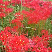 リコリス,感謝,いつもありがとう♡,彼岸花,曼珠沙華の画像