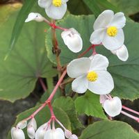 シュウカイドウ,ベゴニア,白花秋海棠,実家の庭,浜名湖ガーデンパークの画像
