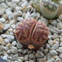 メセン,リトープス属,タニラー,リトープス✧,その他部屋の画像