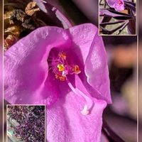 ケイトウ,ハイビスカス,バラ,ムラサキゴテン,ランタナの画像