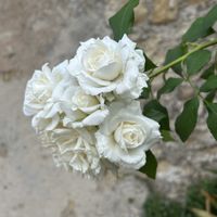 ガウラ,薔薇,ソーテルヌ村の画像