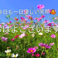 コスモス,ススキ,昨夜の一品,シュウカイドウ（白花)の画像