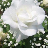 カスミソウ,白いバラ,ばら バラ 薔薇,いつも笑顔で〜〜♡,白い水曜日♡の画像