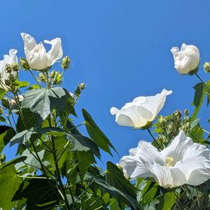 シュウメイギク,スイフヨウ,ミニ胡蝶蘭,フウセンカズラの花,シロフヨウの画像