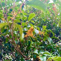 キンモクセイ,サザンカ,ネリネ,ベゴニア,お花大好き♡の画像