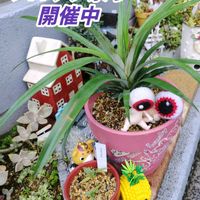 パイナップル,ピラカンサ,アベリア,酔芙蓉,実生パイナップルの画像