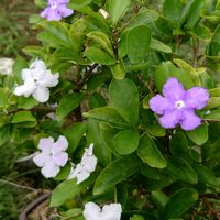 ニオイバンマツリ,癒される,感謝,花のある暮らし,しあわせの画像