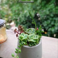 ラブリーローズ,多肉植物,育てやすい多肉植物,多肉植物寄せ植え,多肉棚の画像
