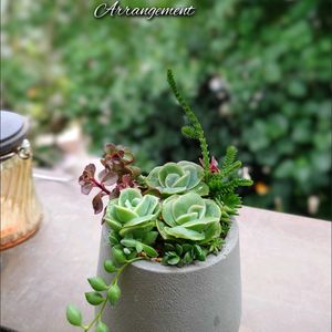 ラブリーローズ,多肉植物,育てやすい多肉植物,多肉植物寄せ植え,多肉棚の画像