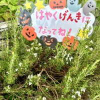 ローズマリー,ローズマリーの花,ハロウィン月間,ほしつながり,たいせつななかま♡の画像
