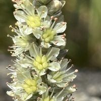 爪蓮華,爪蓮華の花,大弁慶草の花,多肉植物,ベンケイソウ科の画像