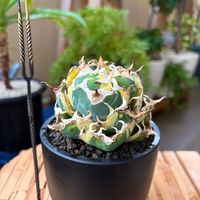 狼人錦,白鯨錦,多肉植物,塊根植物,ベランダガーデンの画像