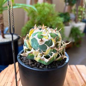 狼人錦,白鯨錦,多肉植物,塊根植物,ベランダガーデンの画像