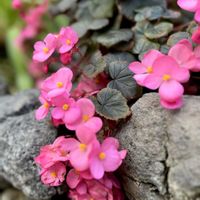 ベゴニア,ベゴニア,京都府立植物園の画像