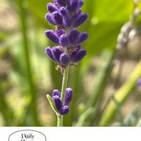 ラベンダー,ローズマリー,花のある暮らし,お花大好き♡,お散歩ちゃんキーホルダーの画像