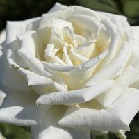 アスター,バラ,ヨハネ パウロ2世,バラ  レスポワール,薔薇　ギィ.ドゥ.モーパッサンの画像