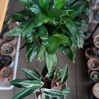 スパティフィラム,ストロマンテ・トリオスター,観葉植物,多様性を愛する会,人に優しくの画像
