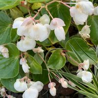ベゴニア,花壇,可愛い,和む,花のある暮らしの画像