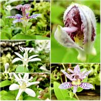 ホトトギス,花言葉,山野草,花のある暮らし,われら17年組の画像