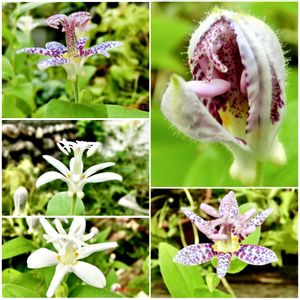 ホトトギス,花言葉,山野草,花のある暮らし,われら17年組の画像