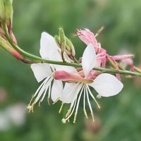ガウラ,宿根草,ハクチョウソウ,登山,多年草の画像