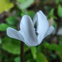 ゼラニウム,ガーデンシクラメン,豆桜,花のある暮らし,小さな幸せの画像