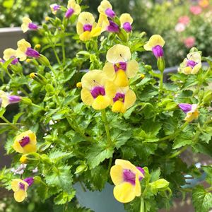 トレニア,ビタミンカラー,いつもありがとう♡,花日記,幸せの黄色いお花の画像