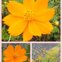 キバナコスモス,コラージュ仲間達,お出かけ先の画像
