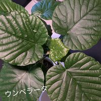 ウンベラータ,観葉植物の画像