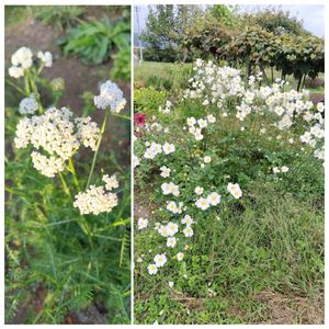 宿根草,秋の花, フラワーアレンジ,お庭作り中,白い水曜日♡の画像