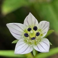 リンドウ,センブリ﹙千振﹚,センブリ﹙千振﹚,山野草,白い水曜日♡の画像