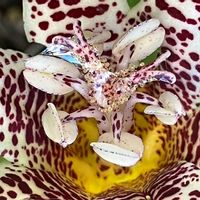 地植え,小さな庭の画像