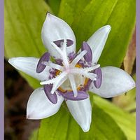 ホトトギス,クリ,山野草,花のある暮らし,お花大好き♡の画像