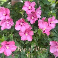ムクゲ,可愛い,いつもありがとう♡,花のある暮らし,GSのみなさんに感謝♡の画像