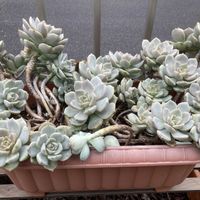 白牡丹,多肉植物,葉挿し,三重県,三重県タニラーの画像