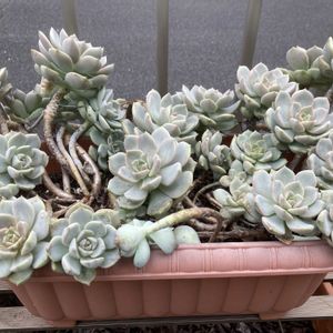 白牡丹,多肉植物,葉挿し,三重県,三重県タニラーの画像