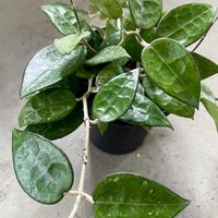 ホヤ・ブラックエッジ,ホヤ　パラシティカ・ブラックエッジ,観葉植物,植欲の秋,キキ　ホヤの画像