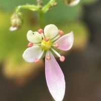 ダイモンジソウ,スマホ,大文字草祭,小さな庭の画像