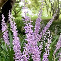 ヤブラン,藪蘭,常緑多年草,キジカクシ科,公園散策の画像