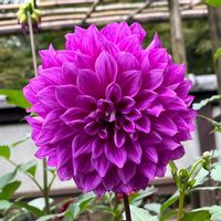 ダリア,平和を願う☆,花友さんに感謝♡,いつまでも友達でいよう♡の画像